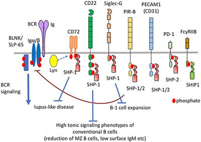 Frontiers | Ligand Recognition Determines The Role Of Inhibitory B Cell ...